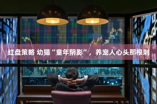 红盘策略 幼猫“童年阴影”，养宠人心头那根刺